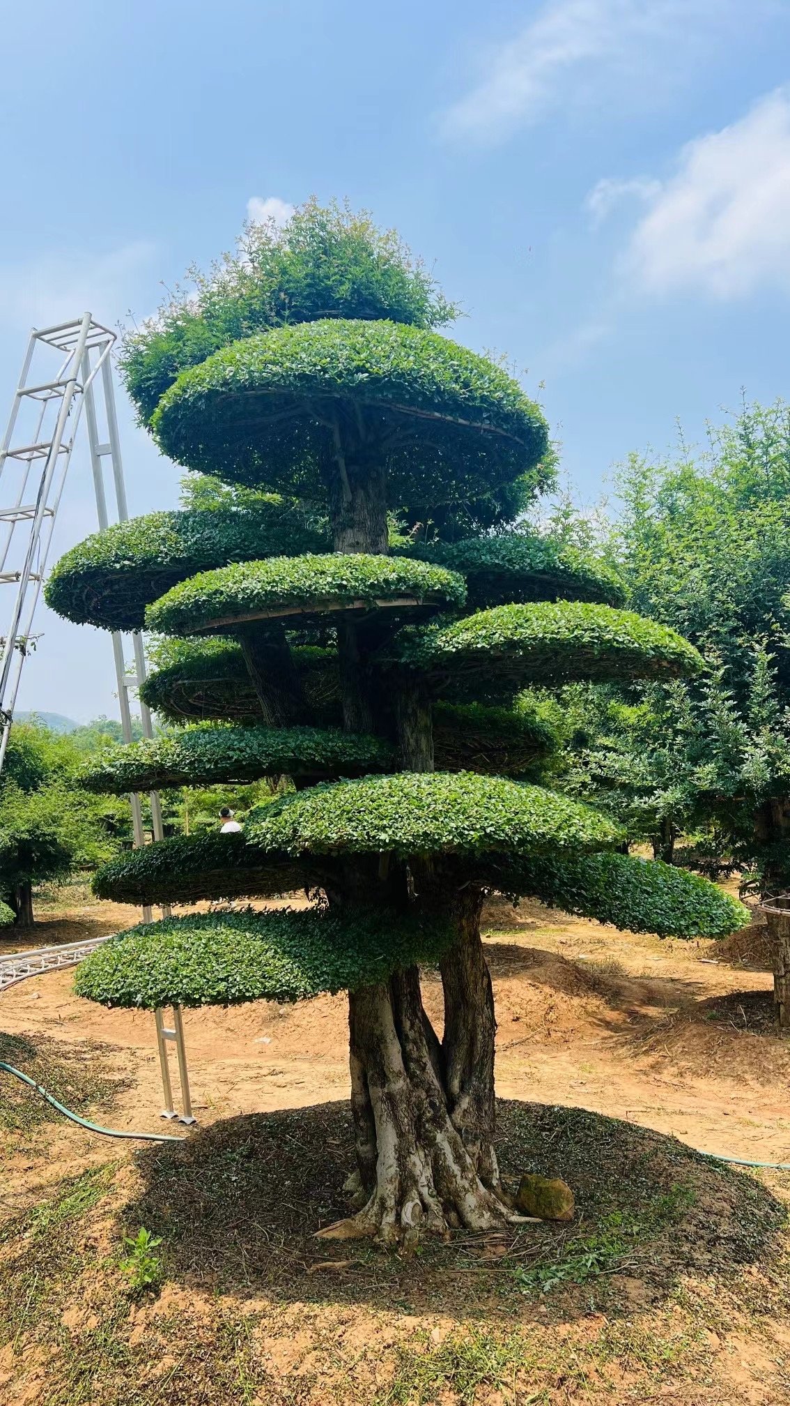 景观造型对节白蜡