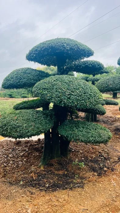 文章附图