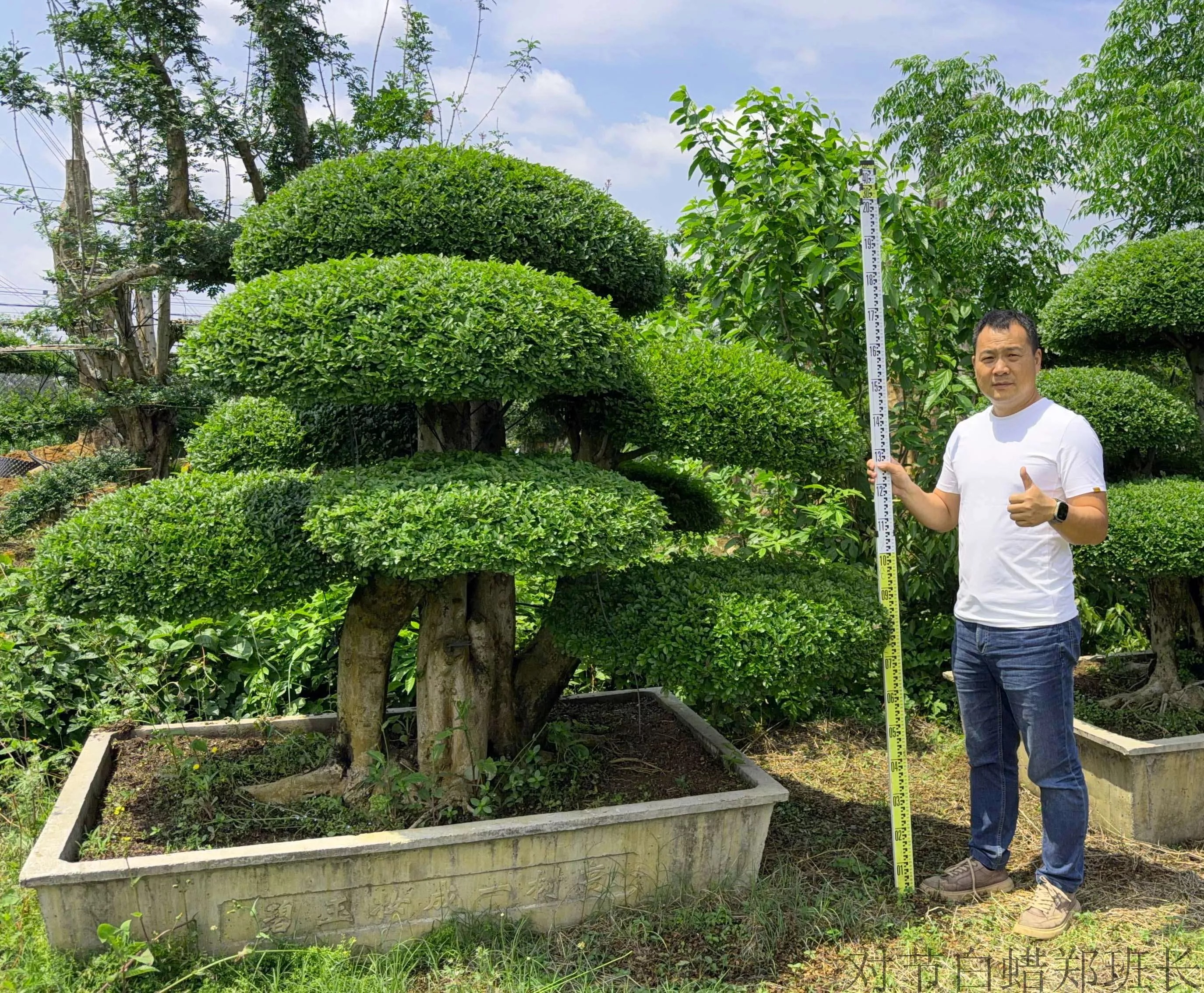 湖北京山对节白蜡/刺冬青造型树基地实景