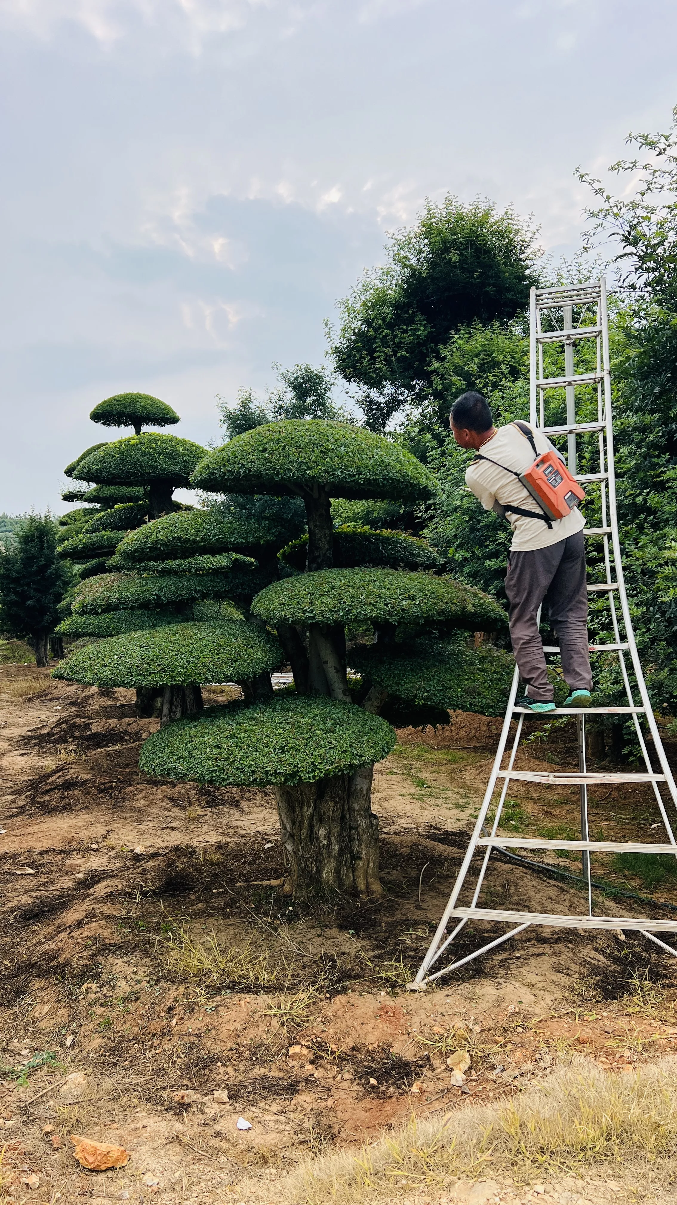 对节白蜡修剪