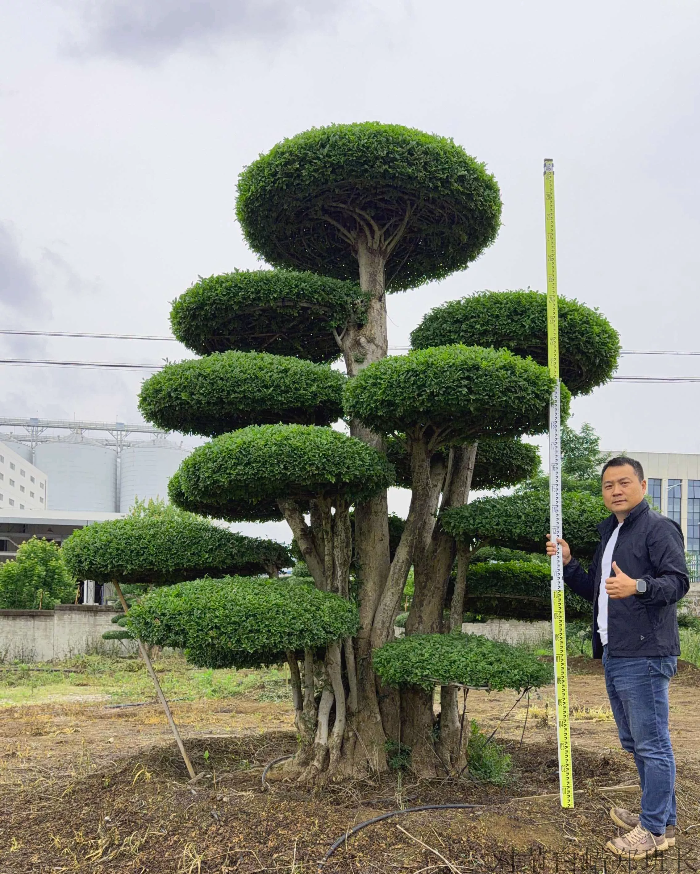 庭院造型对节白蜡 合理价位选购