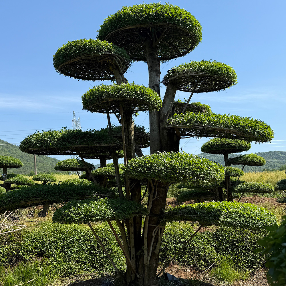 5米1号.jpg
