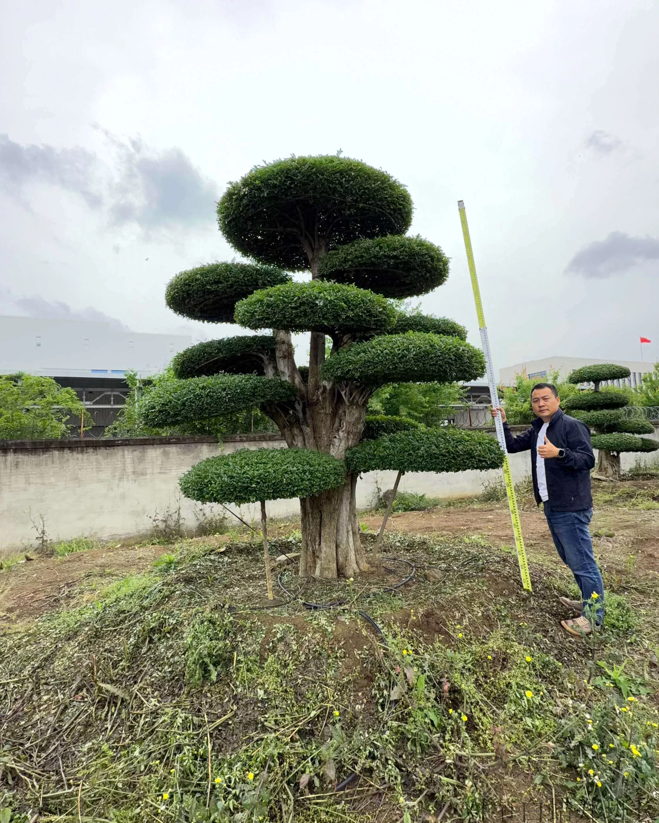 湖北京山对节白蜡 基地直售价