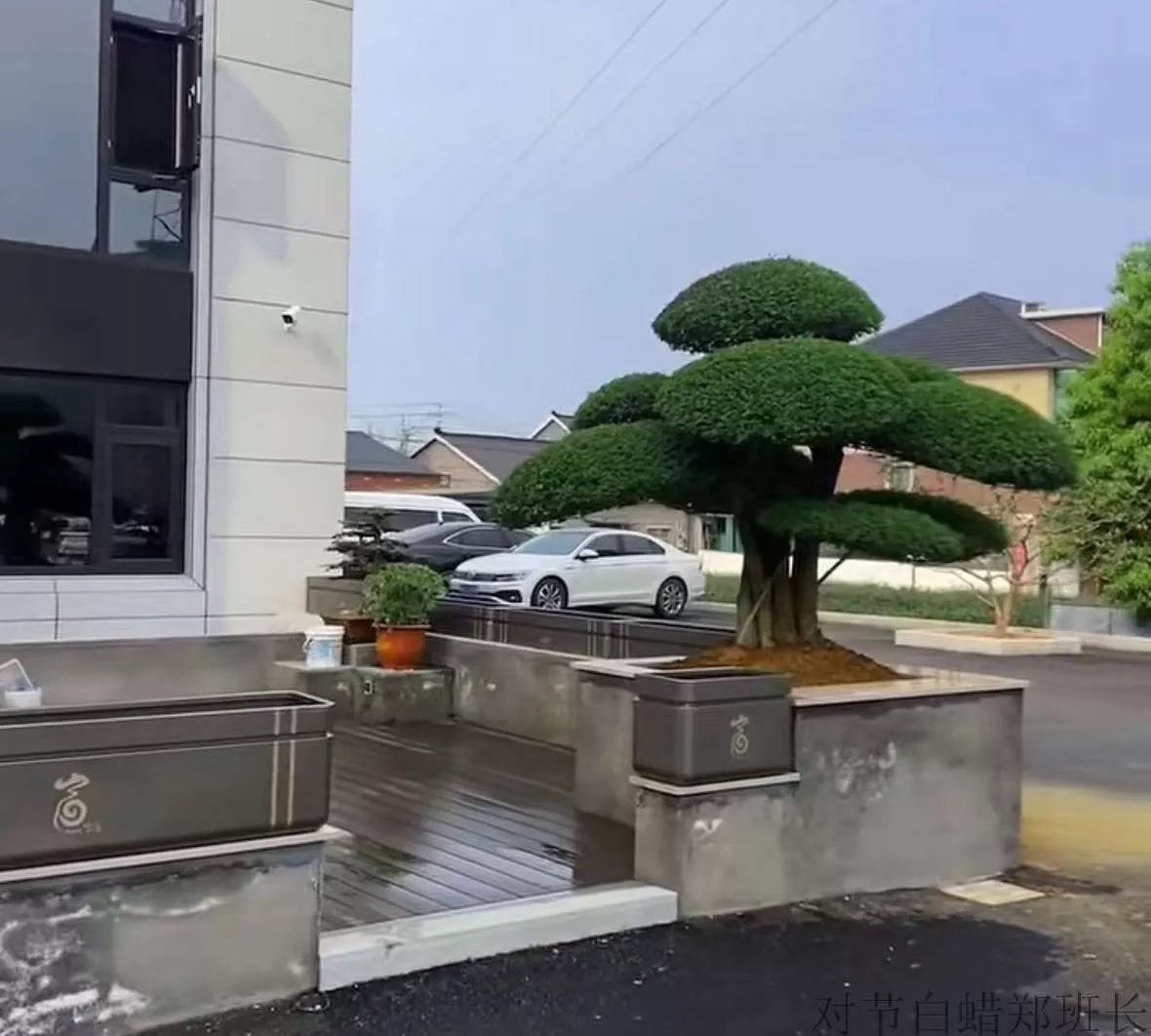 郑班长苗木 工程造型树落地案例