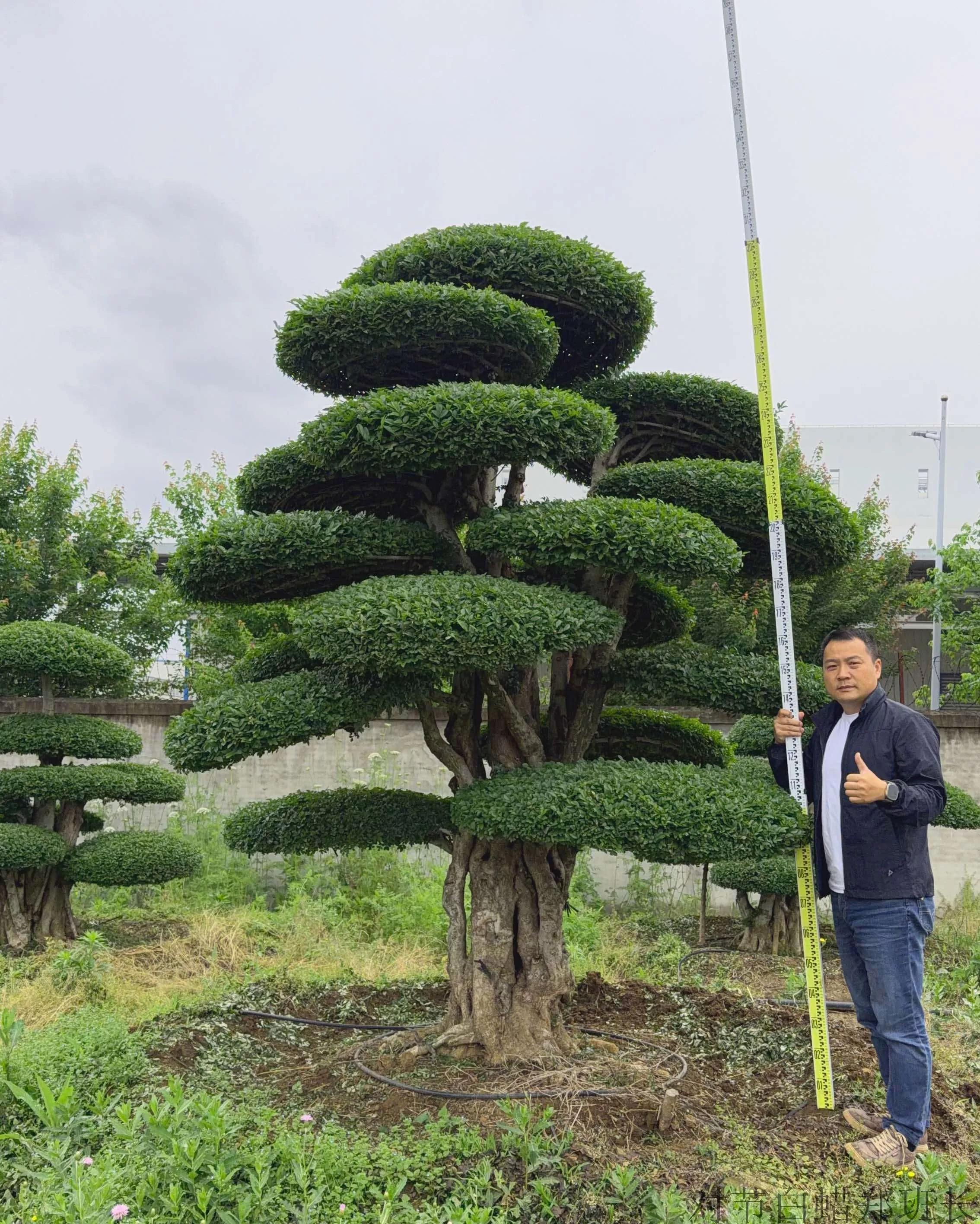 对节白蜡多少钱一棵 现货充足
