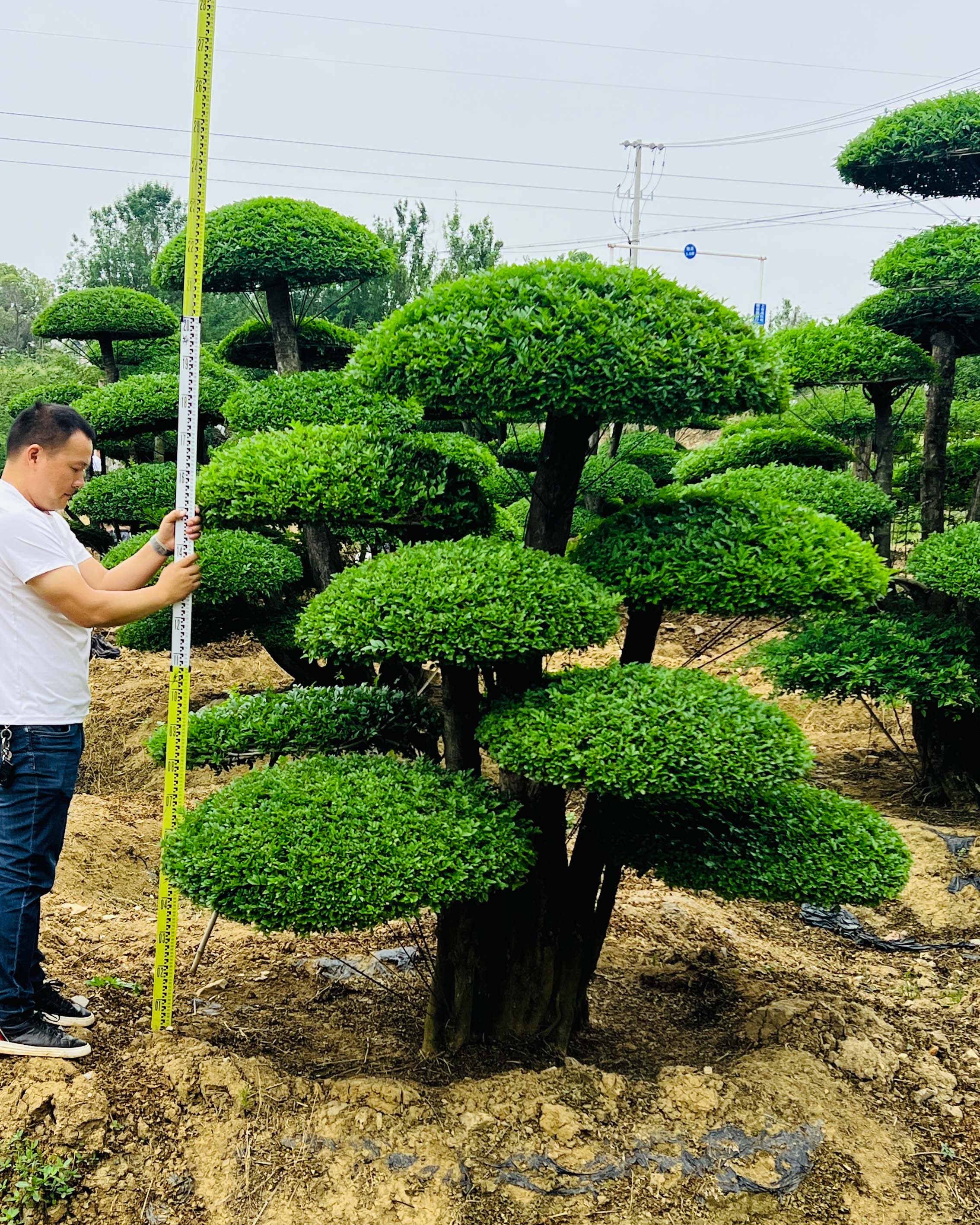 对节白蜡价格.jpg