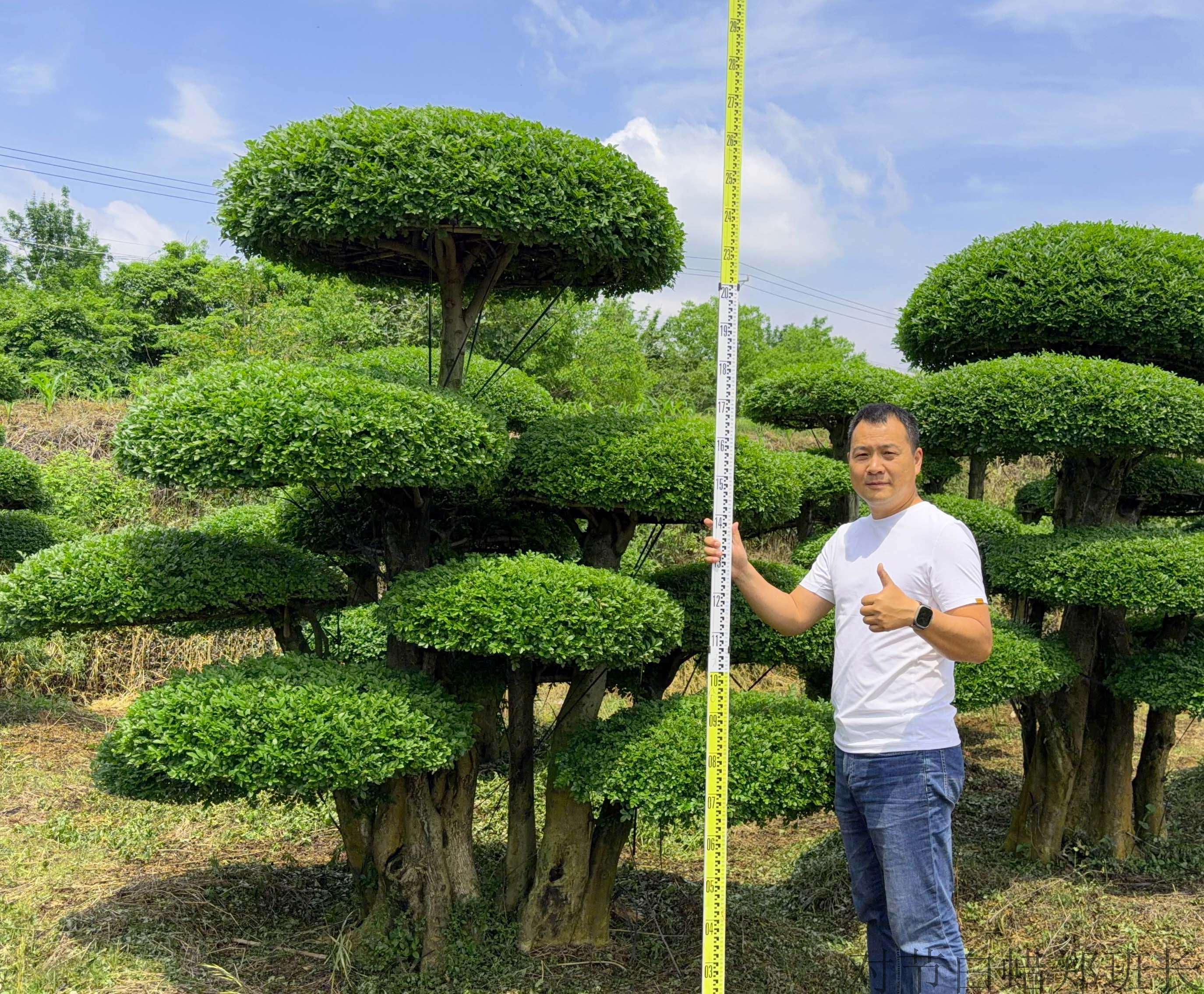 对节白蜡基地.jpg