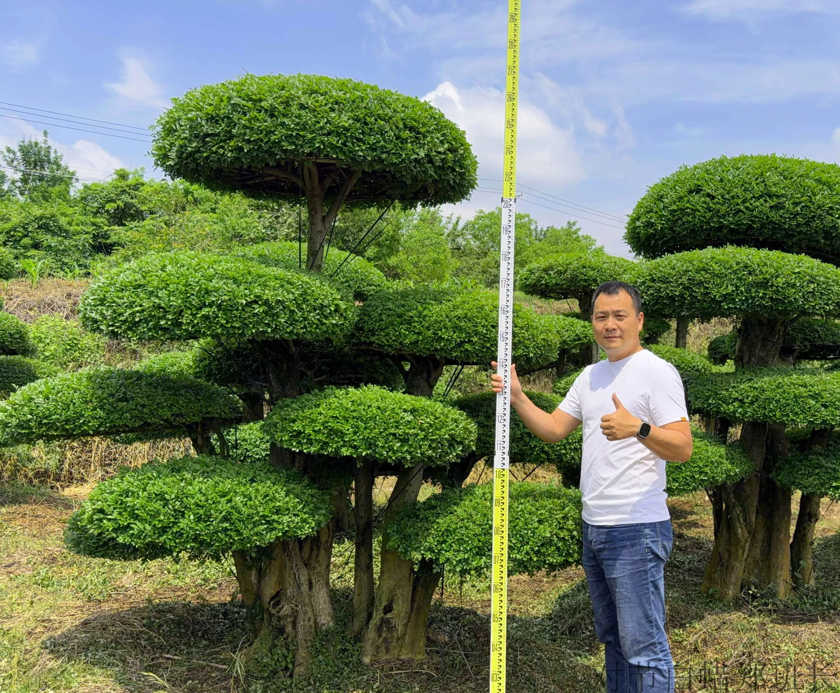 京山造型树基地，工程造型树培育基地，造型对节白蜡报价，刺冬青源头售价