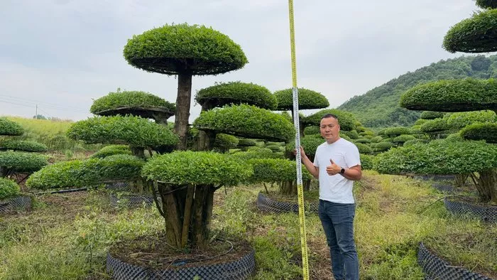 文章附图