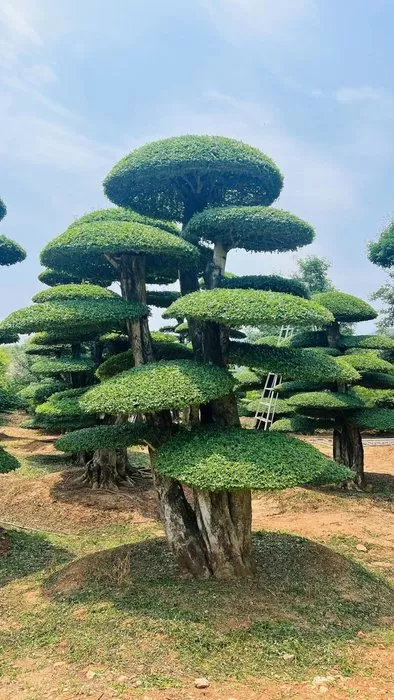 文章附图