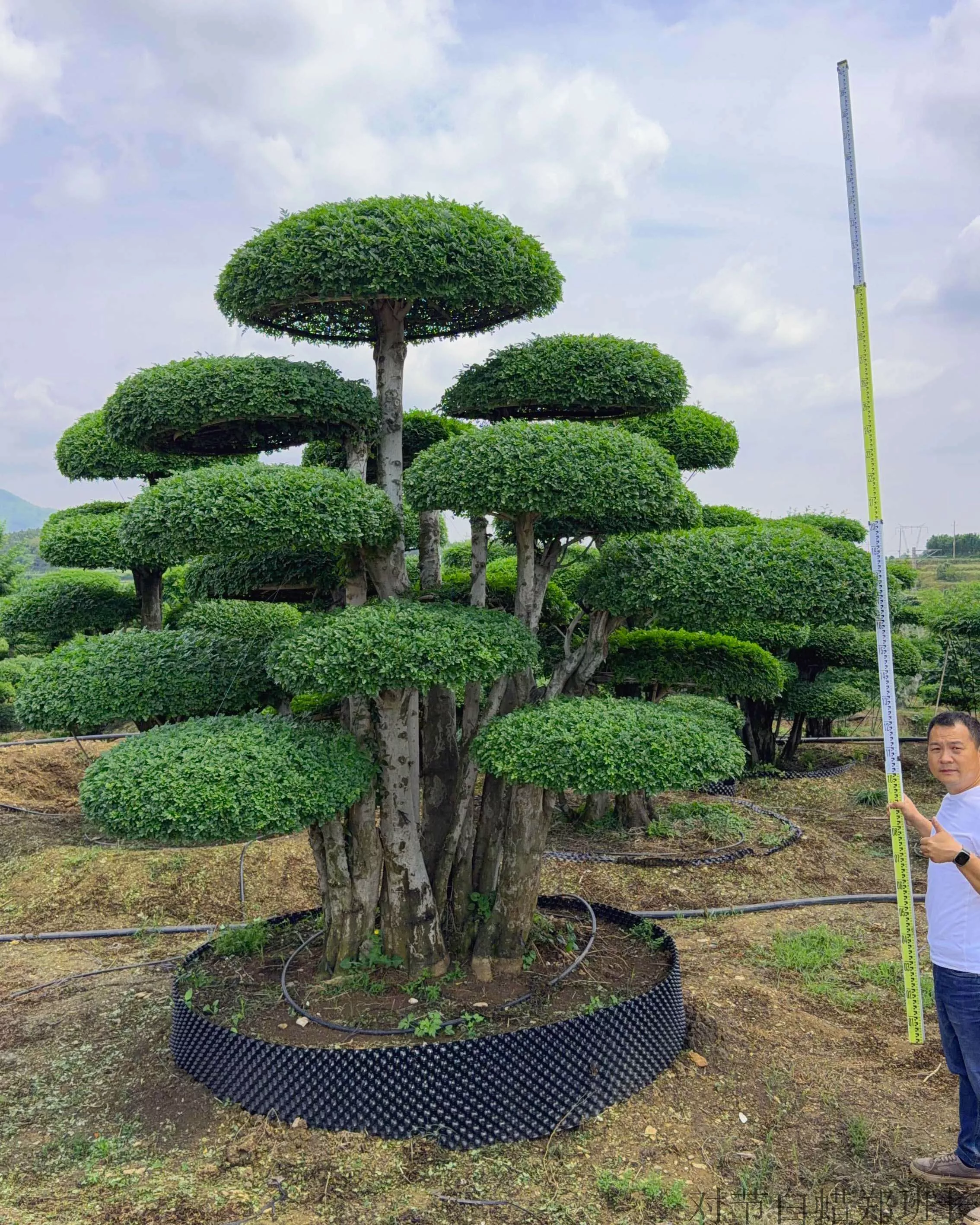 京山造型树基地 现货供应价格合理