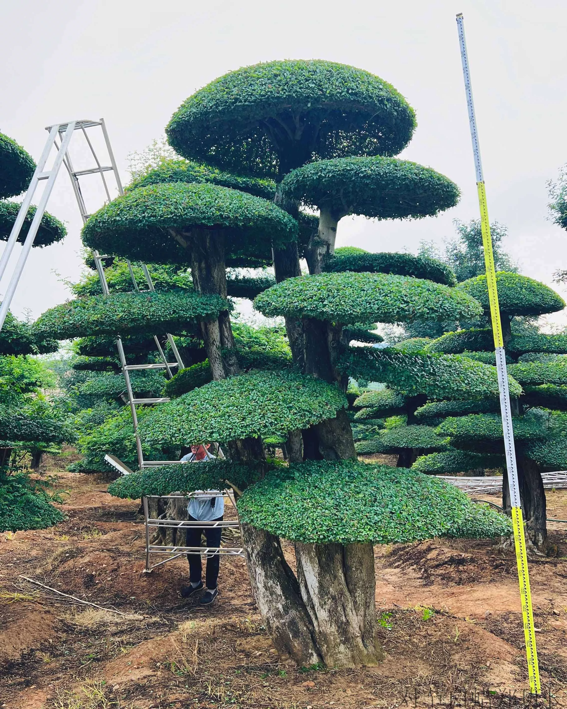 精品造型对节白蜡 实地看苗谈价格