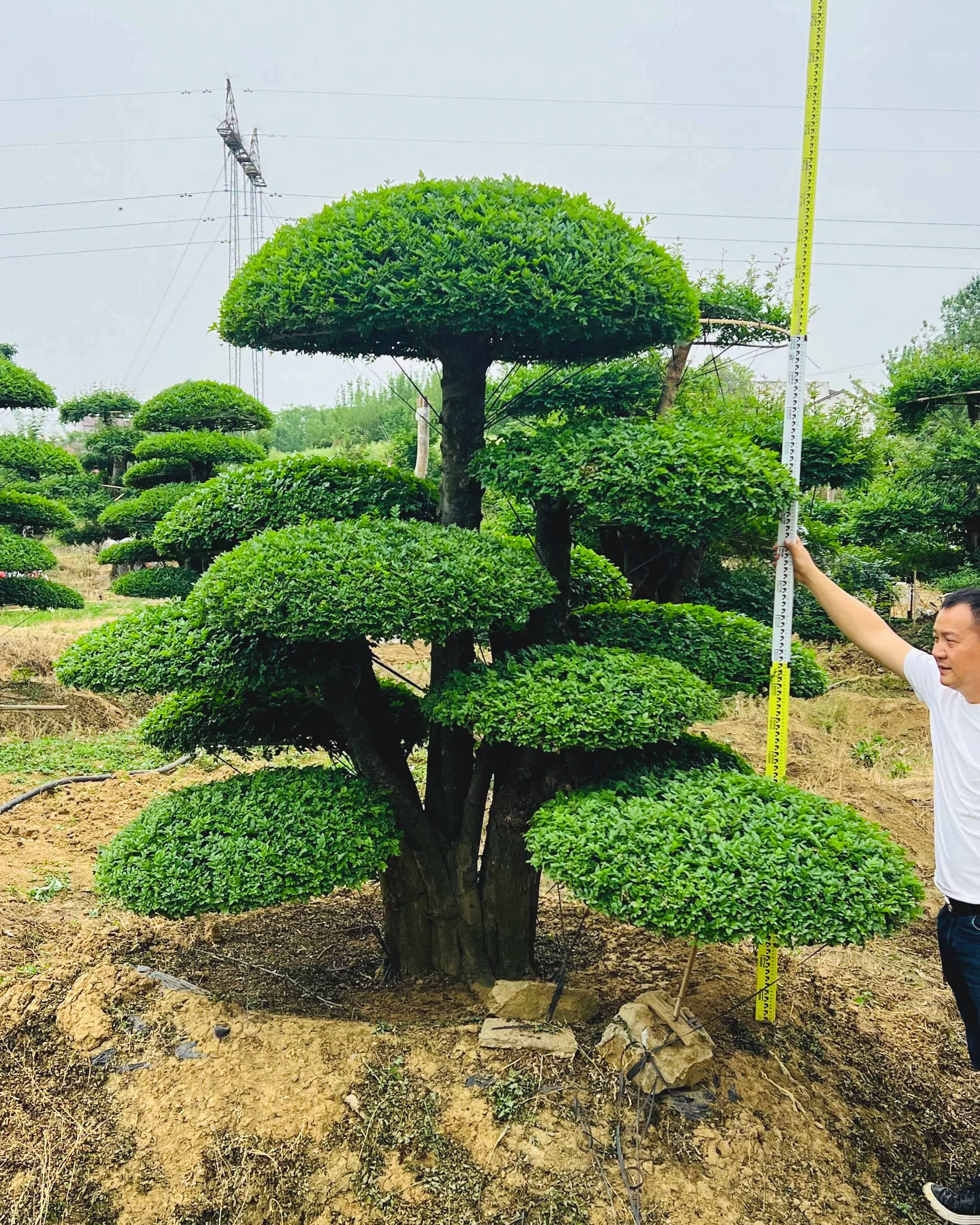 景观对节白蜡 一站式报价咨询