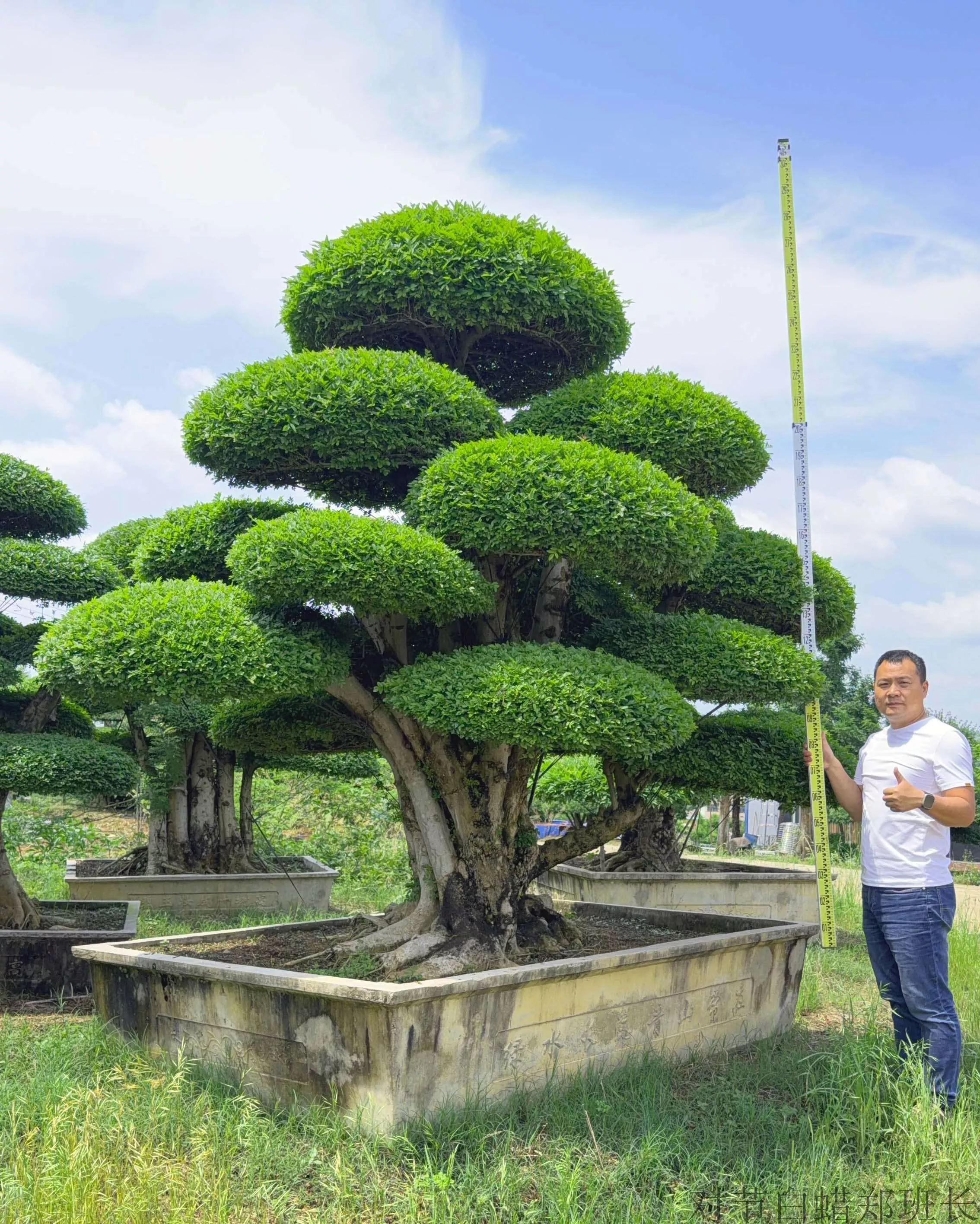 造型对节白蜡 产地批发报价