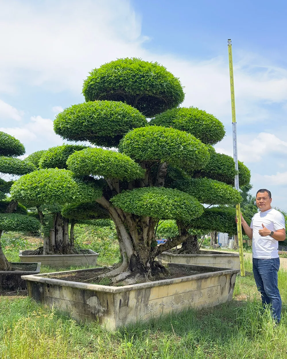 对节白蜡树价格 耐寒造型树