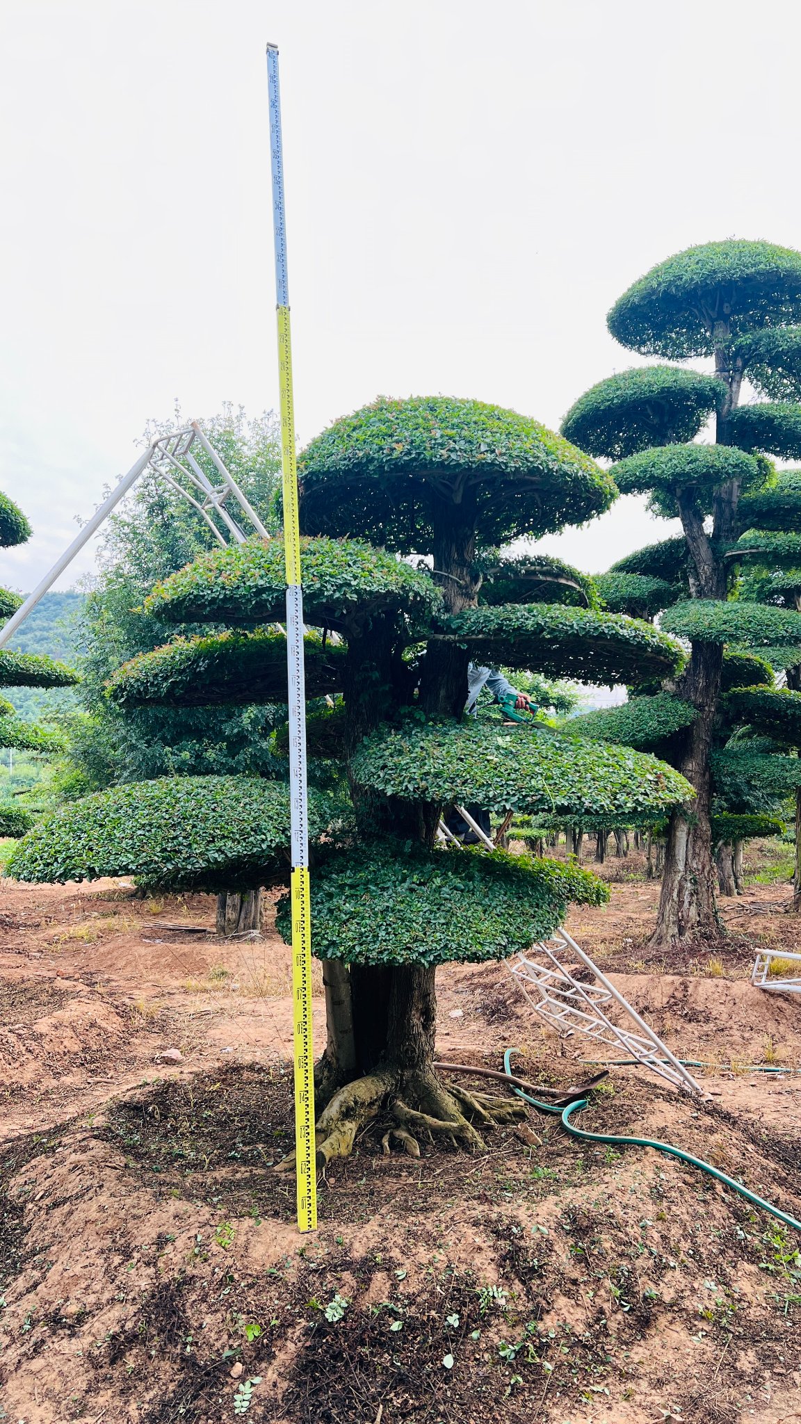 京山市盛景对节白蜡种植基地实拍