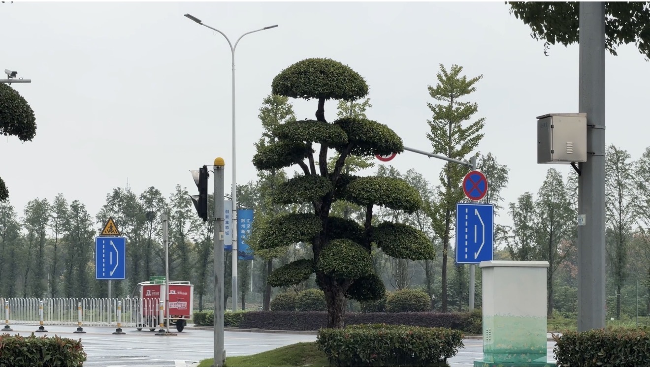 荆州路边刺冬青造型树