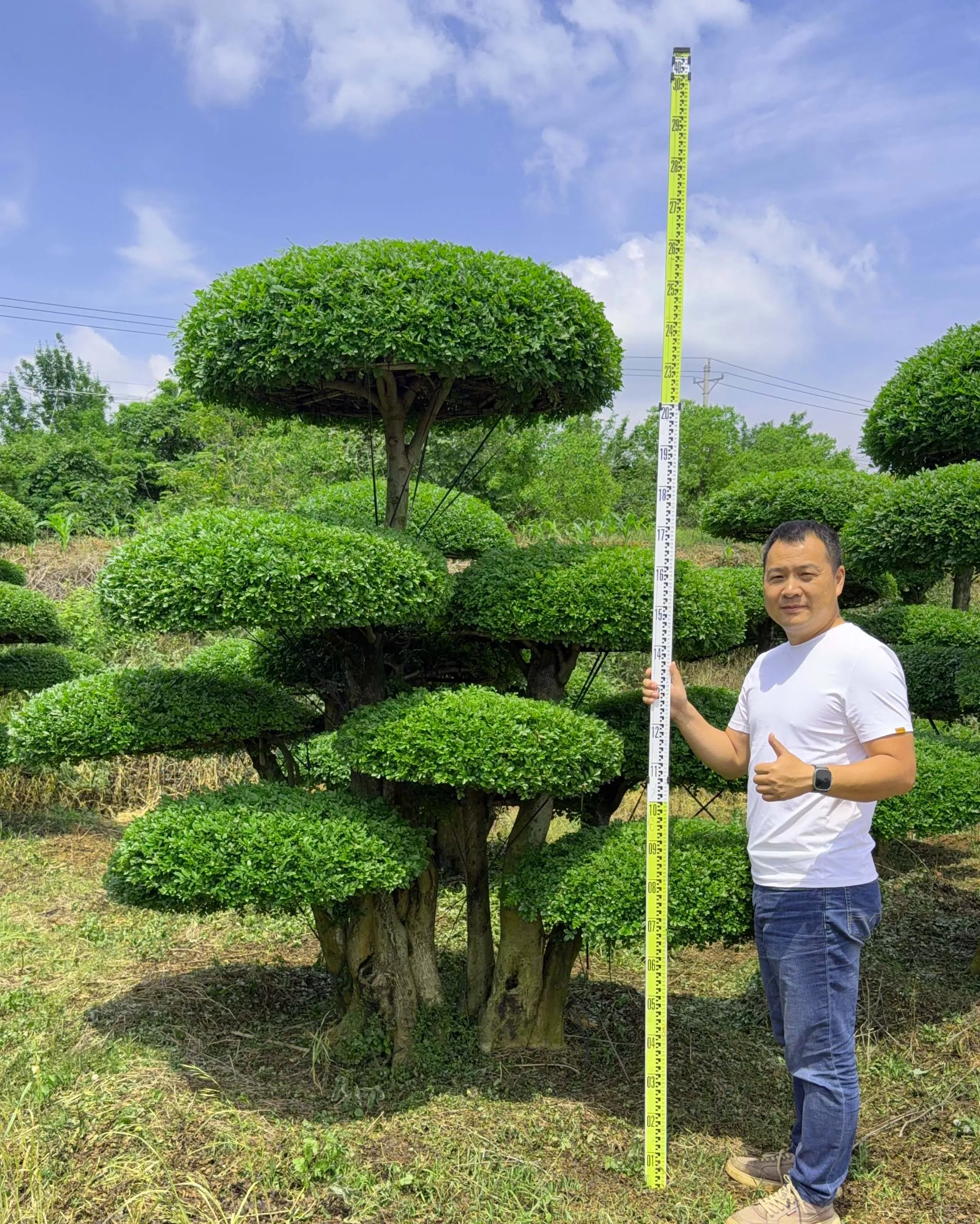 精品造型对节白蜡 市场最新价格