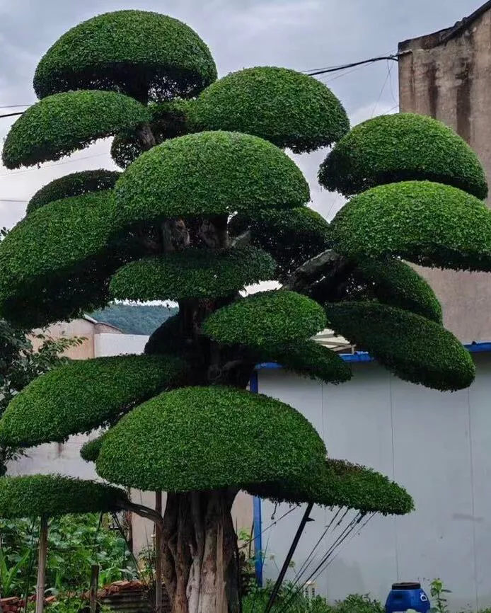 造型对节白蜡现货 行情价格查询
