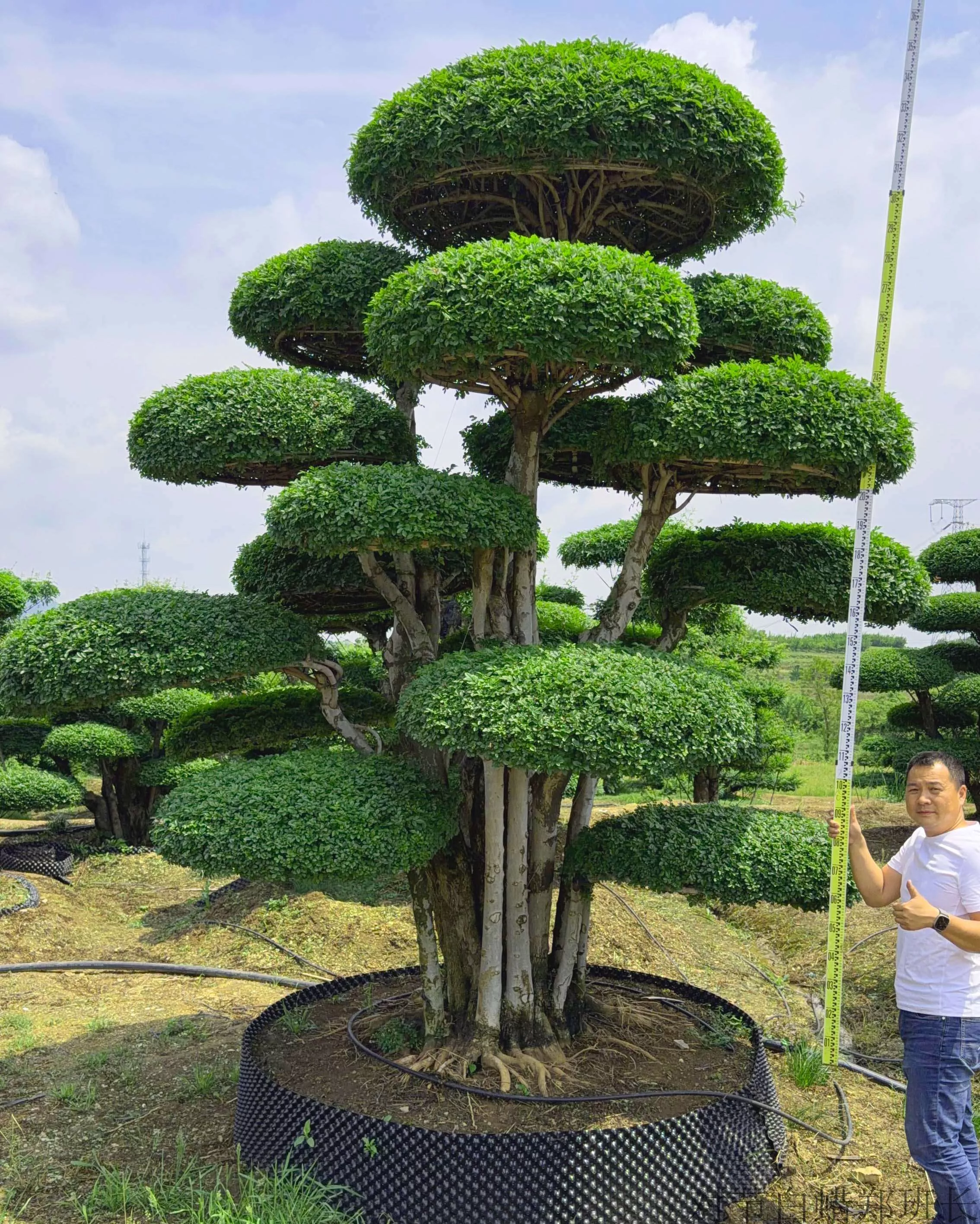 别墅庭院造型树 耐寒造型树