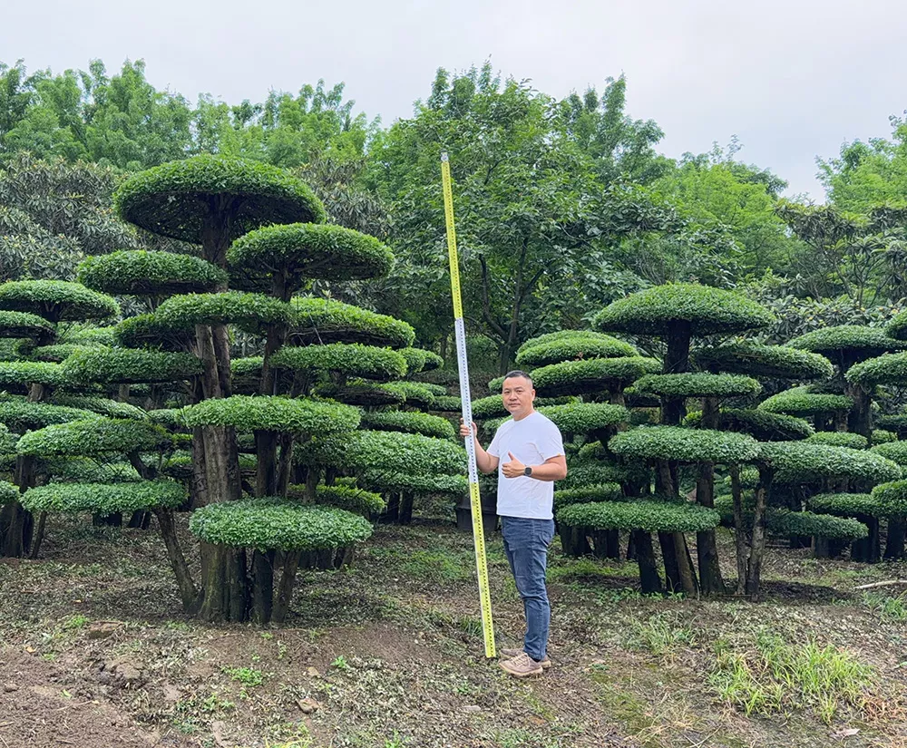 京山造型树种植基地实拍 对节白蜡刺冬青现货