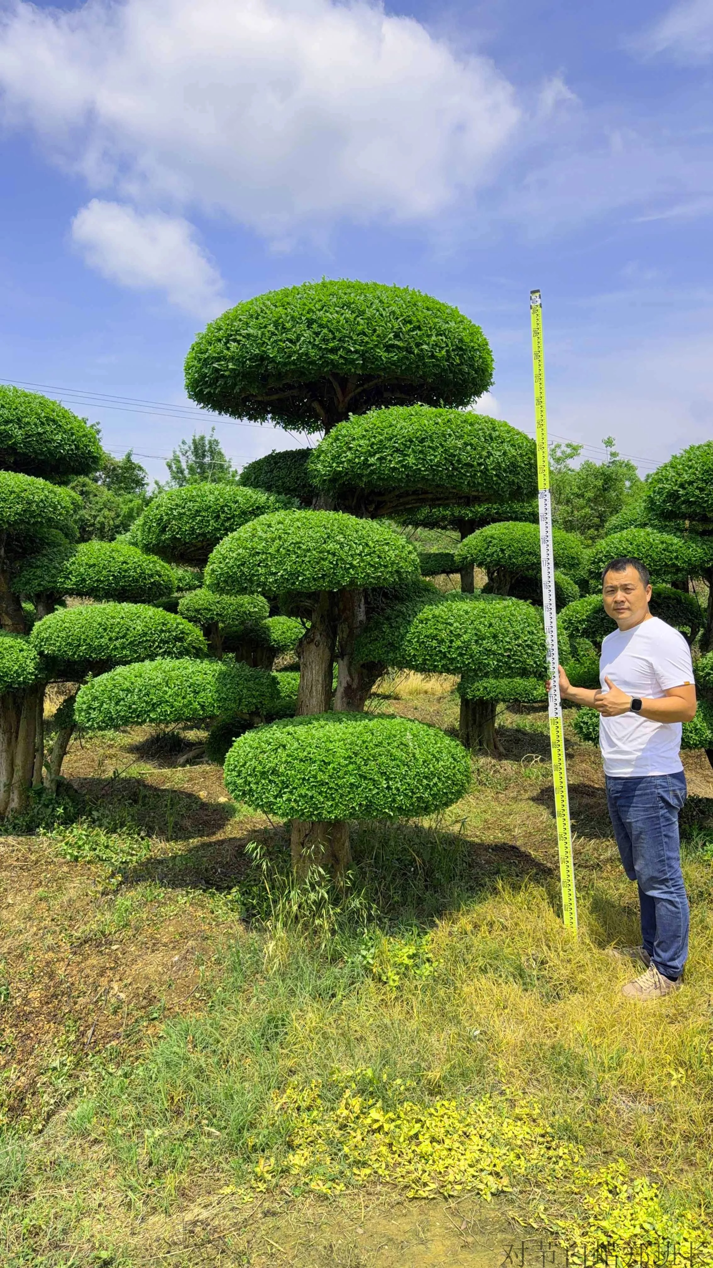 庭院工程对节白蜡 亲民实惠售价