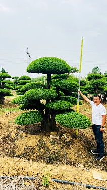 对节白蜡1_副本.jpg