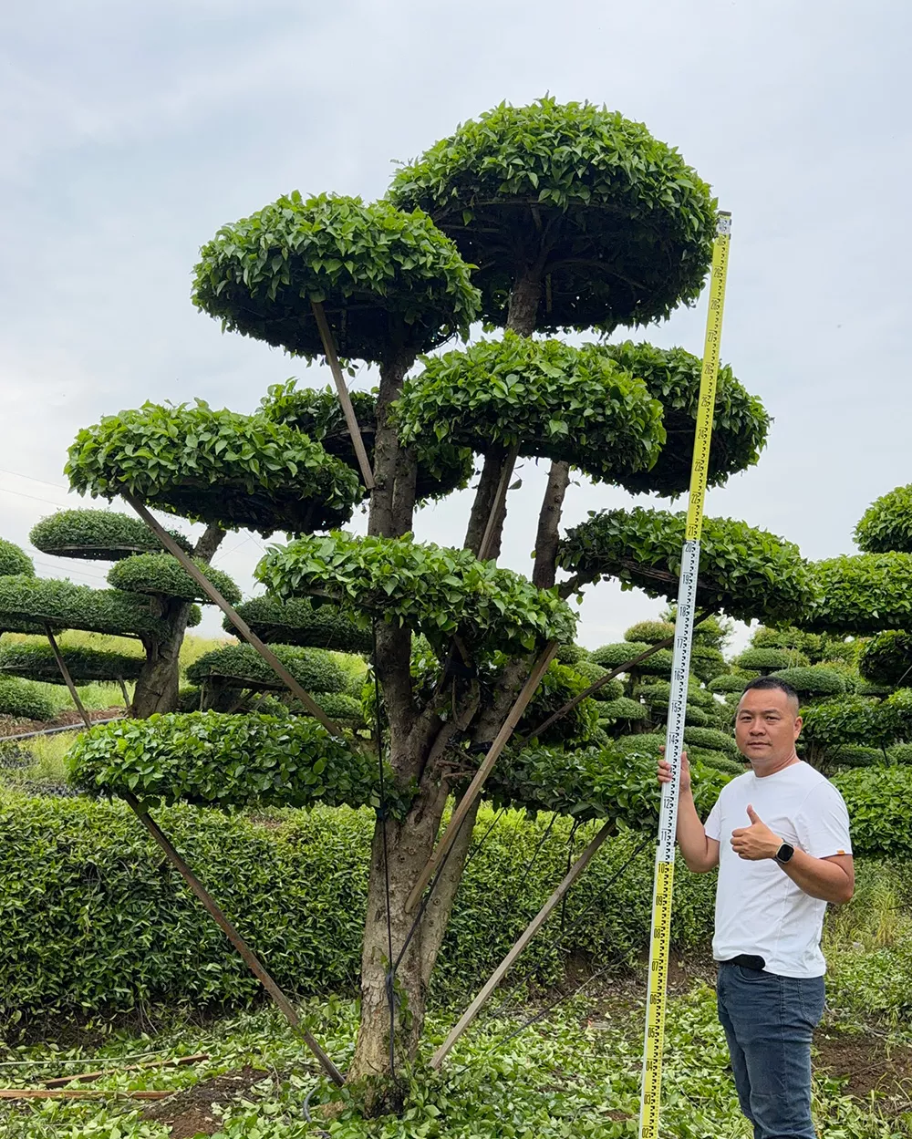 造型刺冬青 基地批发 价格透明