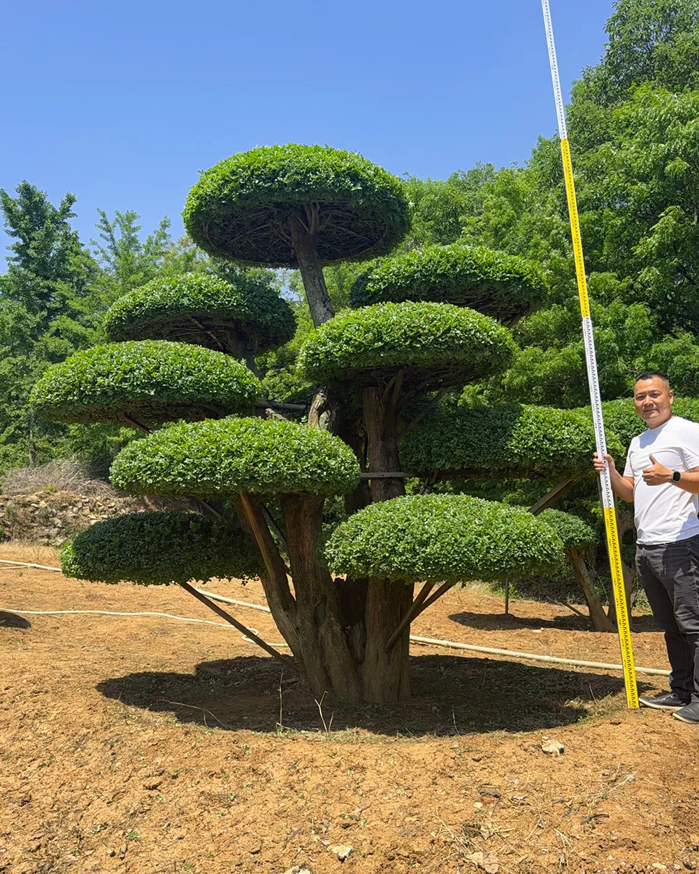 庭院造型对节白蜡 价格透明可咨询