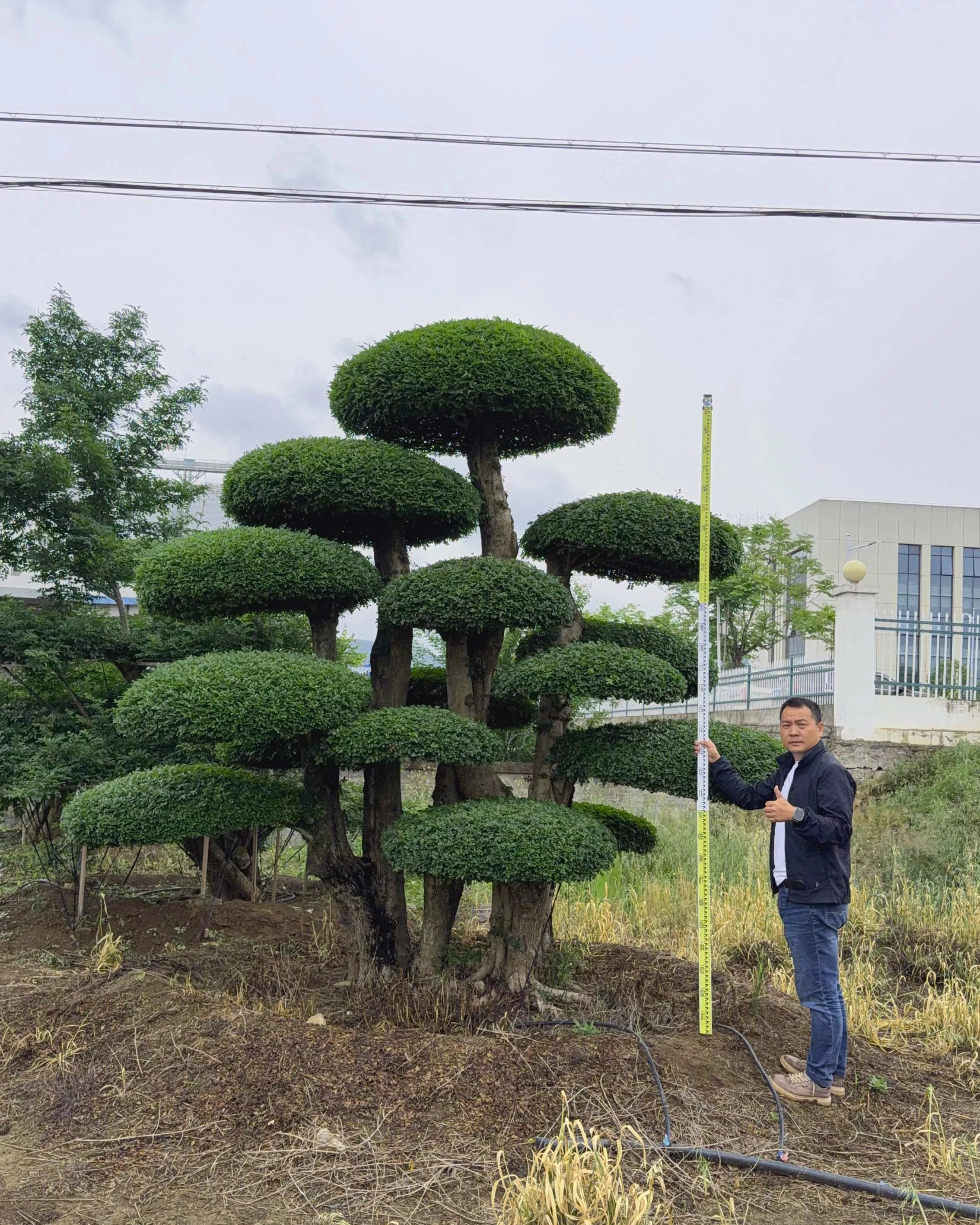 造型刺冬青 基地批发真实价格
