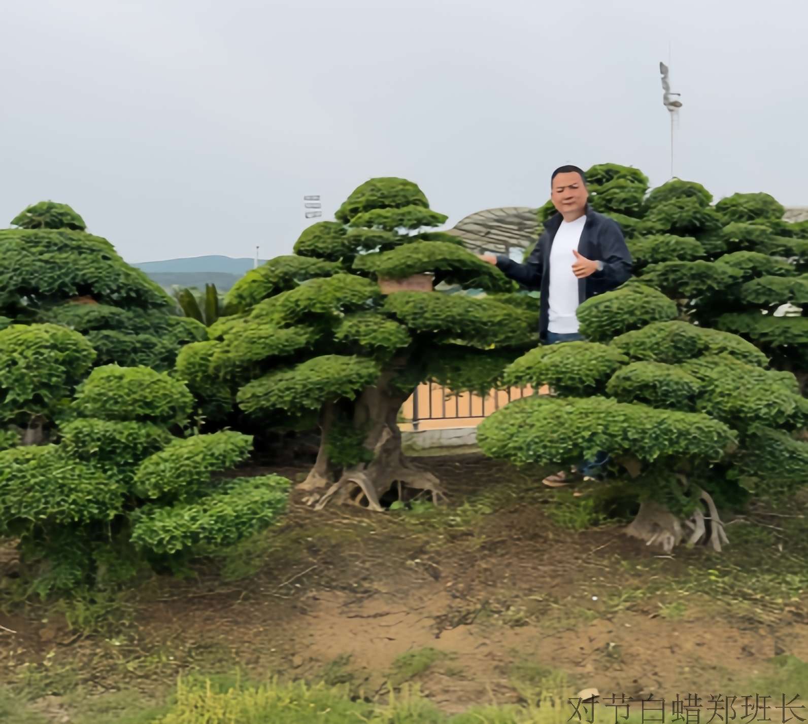 对节白蜡价格.jpg