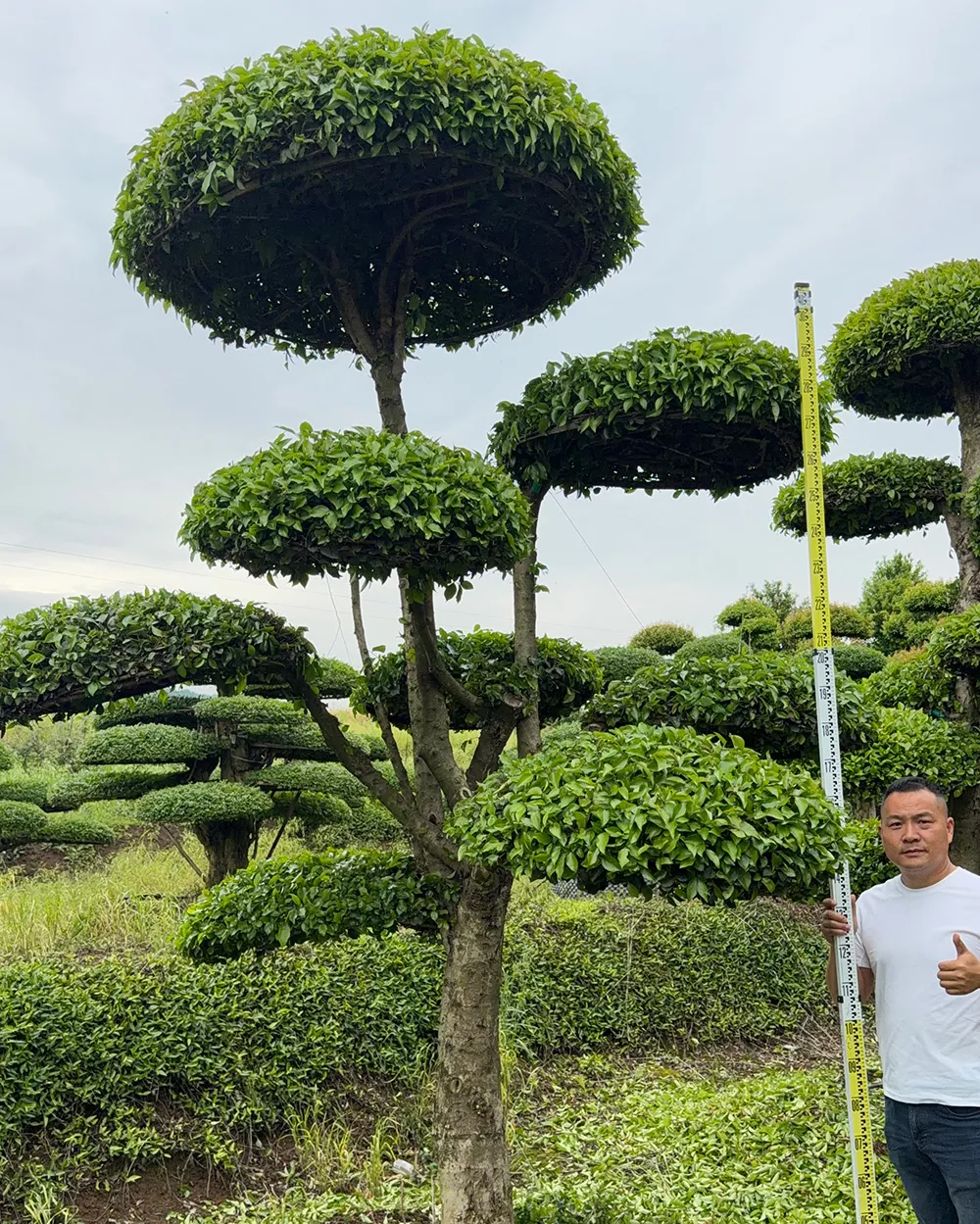 精品造型刺冬青 刺冬青价格可咨询