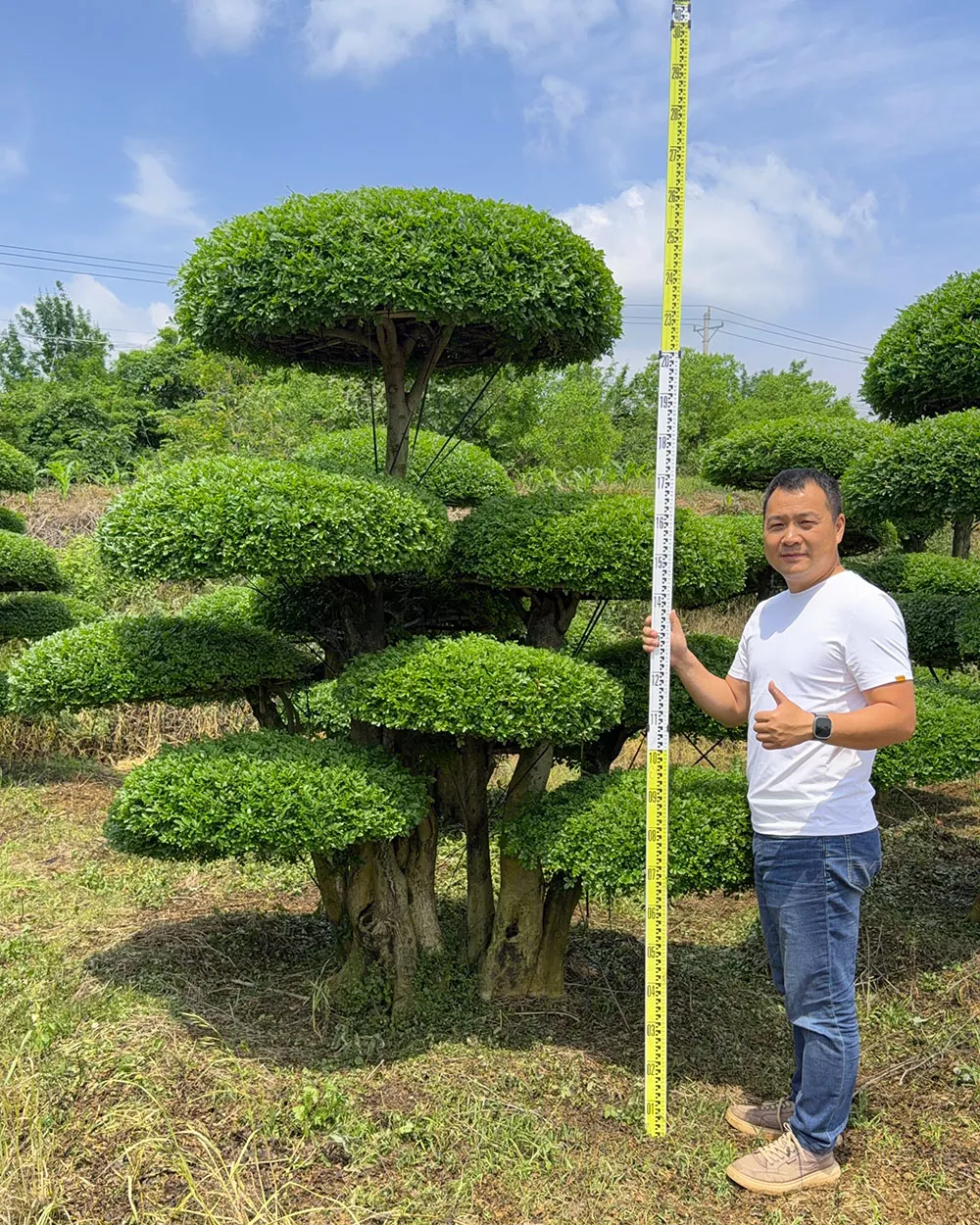 精品景观造型树 庭院造景多少钱一棵