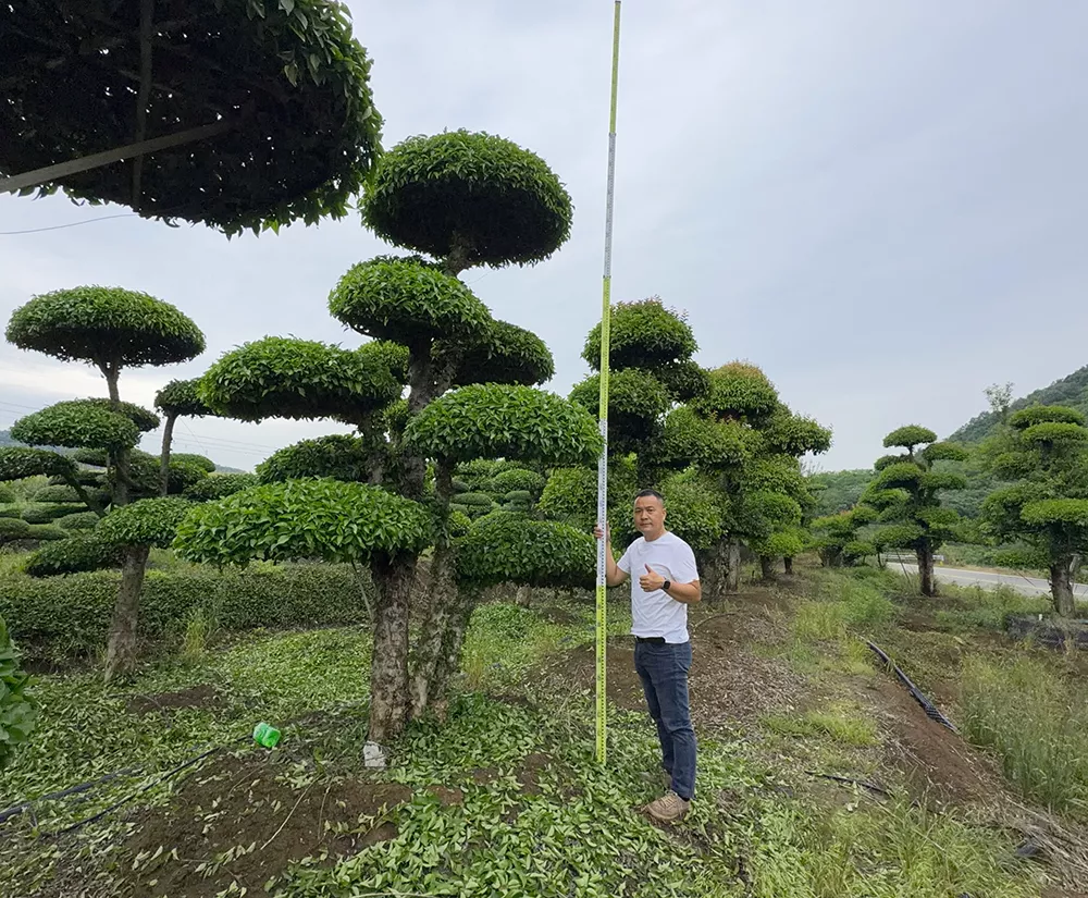 精品造型刺冬青 基地直供可咨询价格