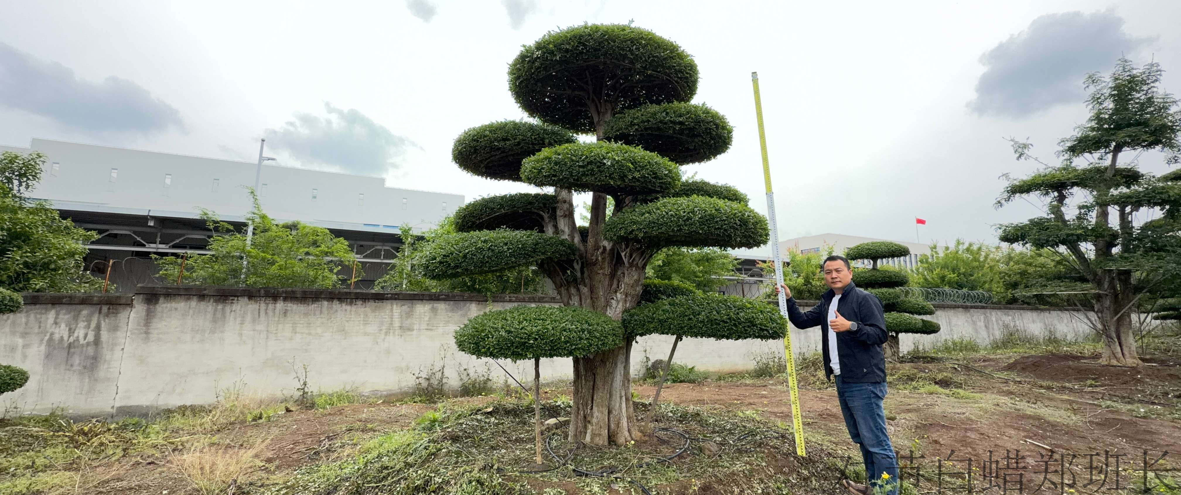 对节白蜡多少钱.jpg