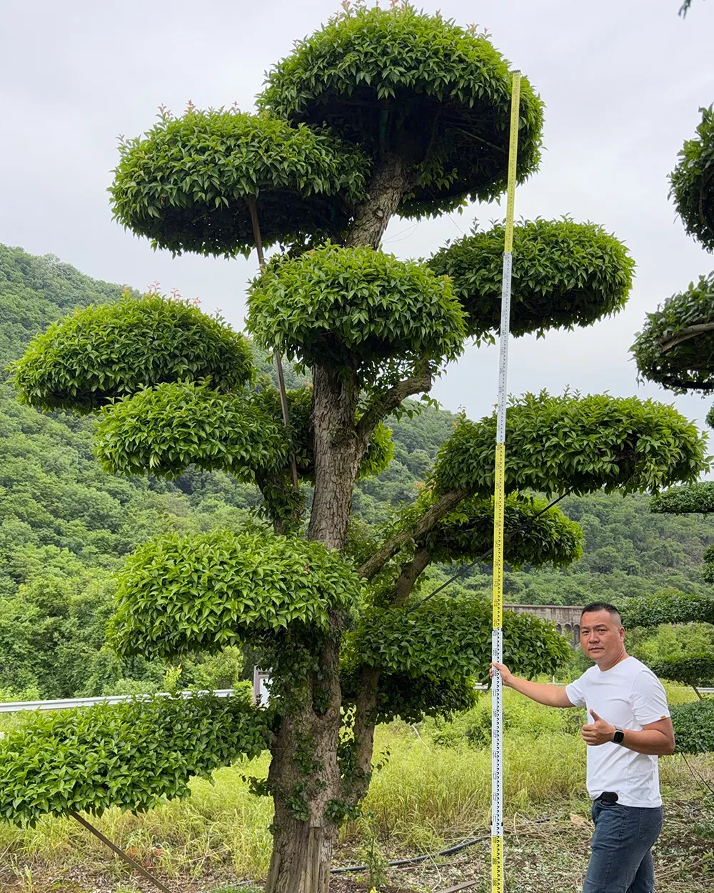基地现挖刺冬青 刺冬青批发价优