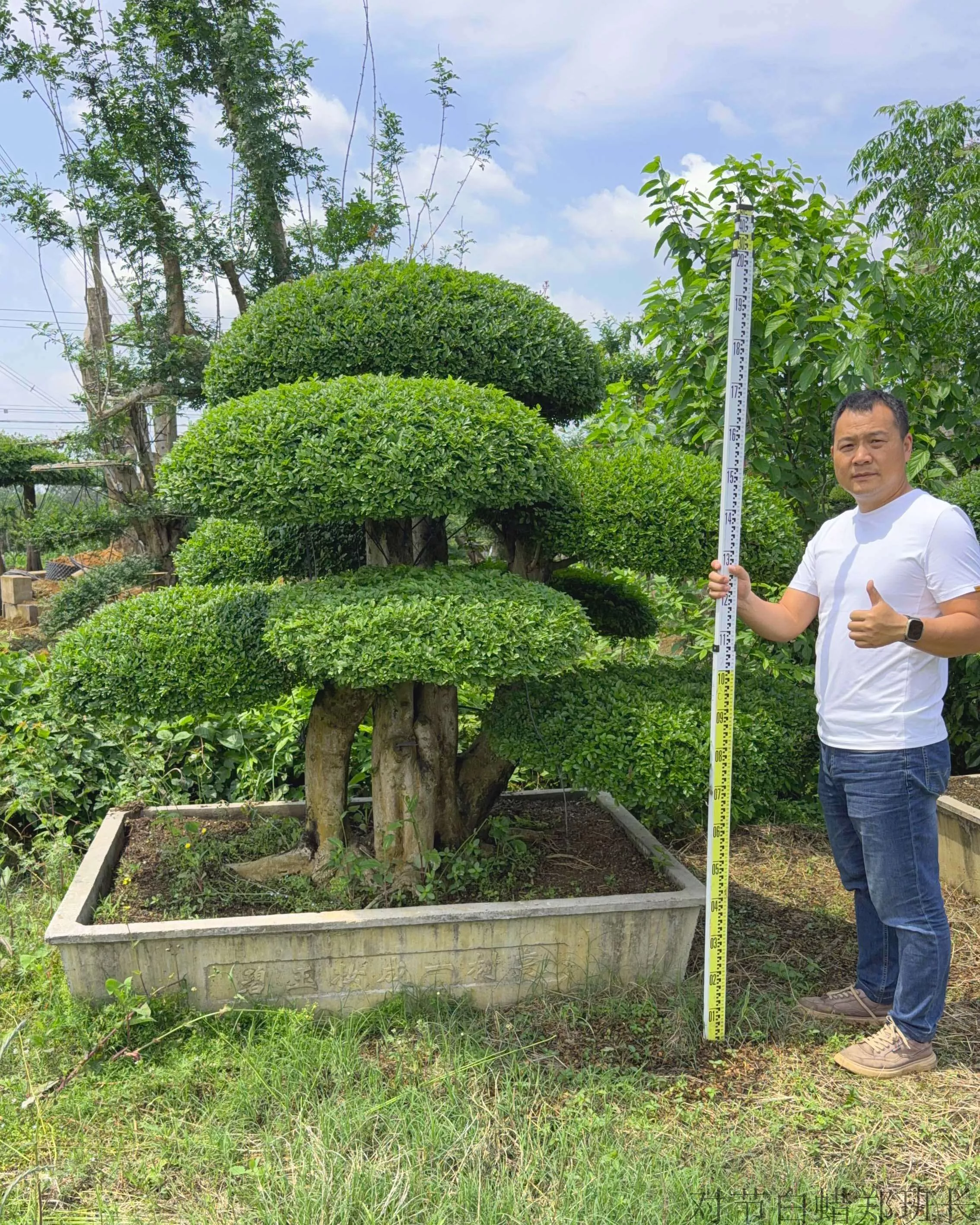 耐寒造型树 对节白蜡树价格