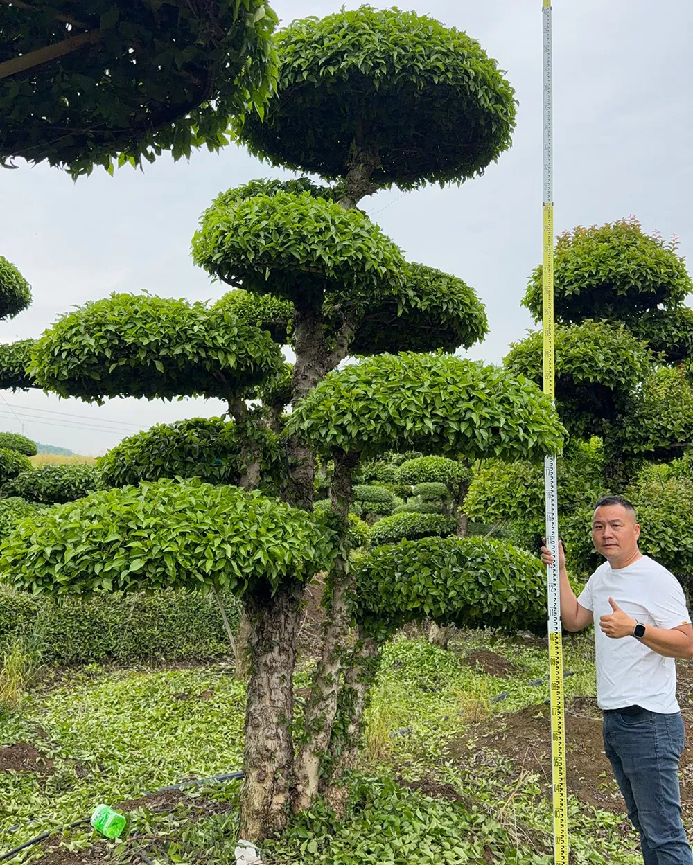庭院造景刺冬青 造型优美 批发直供