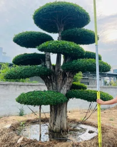 刺冬青报价_基地批发价格_源头直供参考