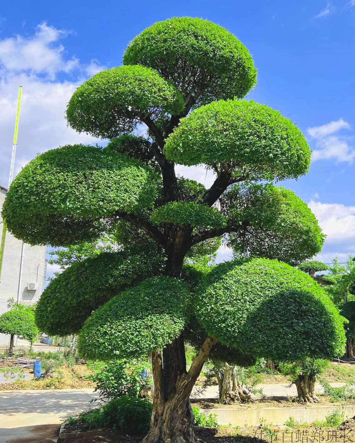 湖北京山对节白蜡