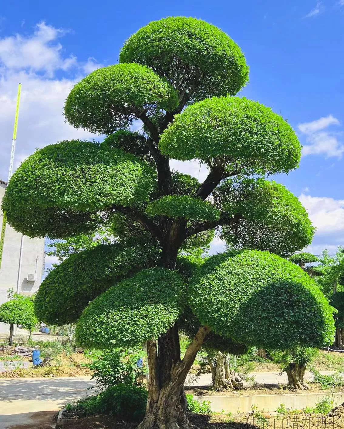 对节白蜡批发多少钱 量大优惠定价