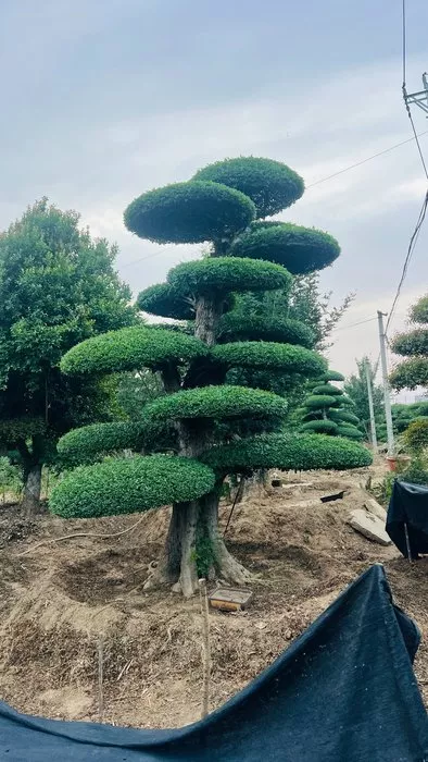 文章附图