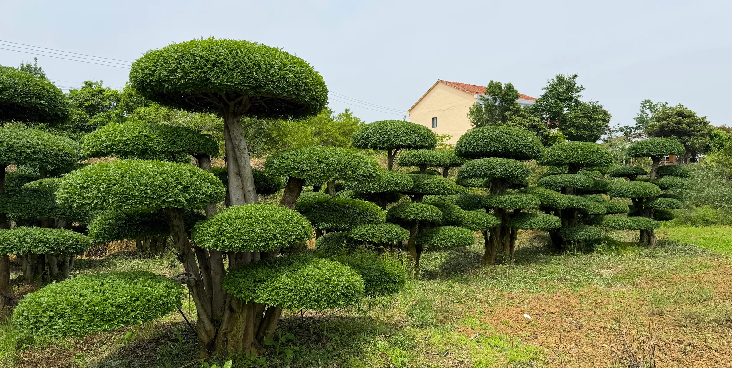 对节白蜡郑班长｜京山产地 对节白蜡刺冬青基地直销