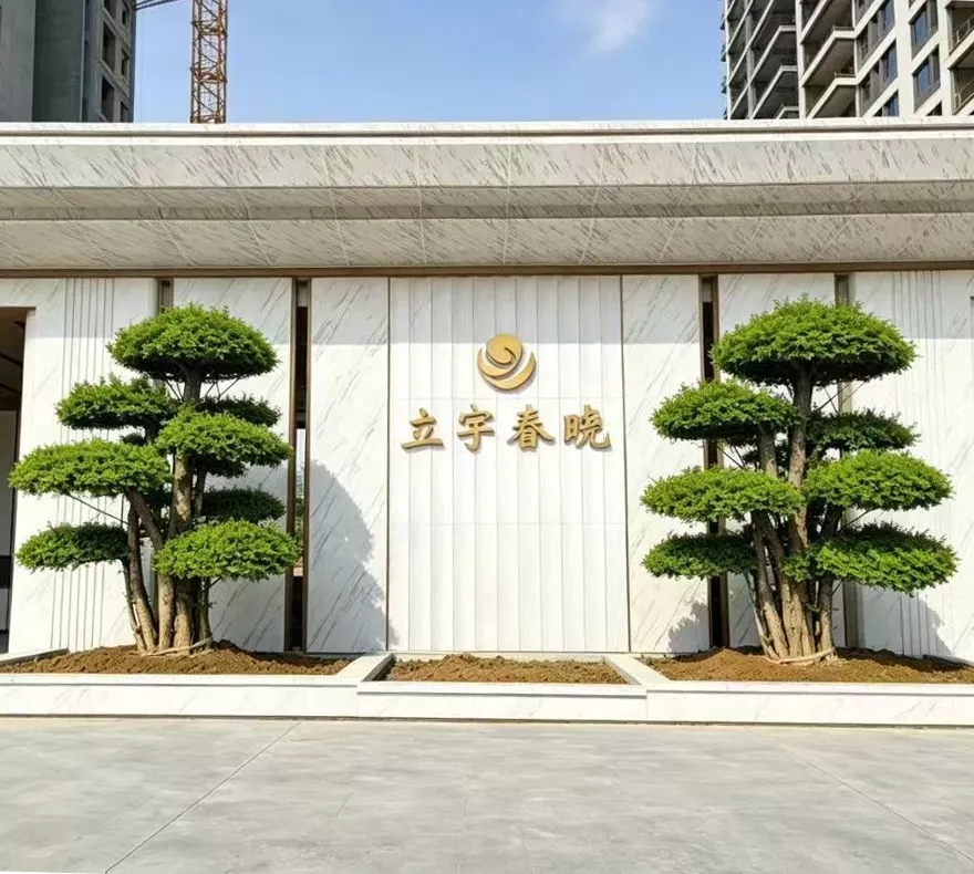 庭院刺冬青造型树造景案例 实景效果