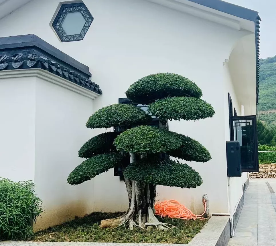别墅庭院刺冬青 造景应用实例